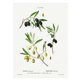 Plakat samoprzylepny Pierre Joseph Redouté "Zielone i czarne oliwki" - reprodukcja