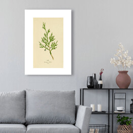 Obraz na płótnie Jałowiec sabiński - roślinność na rycinach