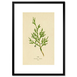 Obraz klasyczny Jałowiec sabiński - roślinność na rycinach