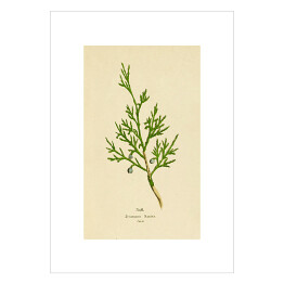Plakat samoprzylepny Jałowiec sabiński - roślinność na rycinach