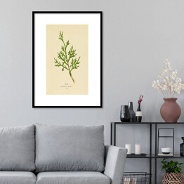 Plakat w ramie Jałowiec sabiński - roślinność na rycinach
