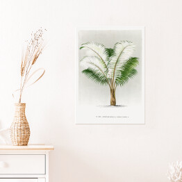 Plakat samoprzylepny Tropikalna roślinność vintage reprodukcja 