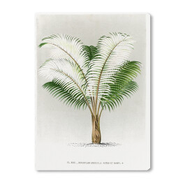 Obraz na płótnie Tropikalna roślinność vintage reprodukcja 