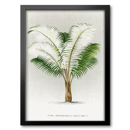 Obraz w ramie Tropikalna roślinność vintage reprodukcja 