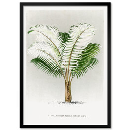 Plakat w ramie Tropikalna roślinność vintage reprodukcja 