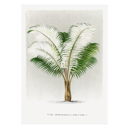 Plakat Tropikalna roślinność vintage reprodukcja 