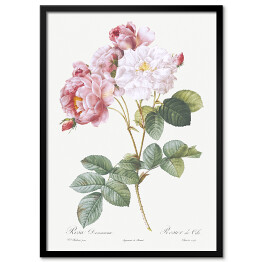Obraz klasyczny Pierre Joseph Redouté "Róże damasceńskie" - reprodukcja