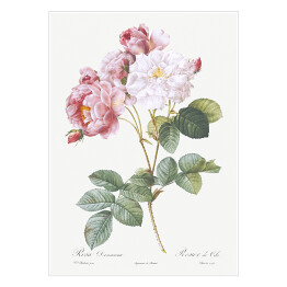 Plakat Pierre Joseph Redouté "Róże damasceńskie" - reprodukcja
