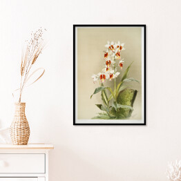 Plakat w ramie F. Sander Orchidea no 10. Reprodukcja