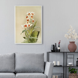 Obraz na płótnie F. Sander Orchidea no 10. Reprodukcja
