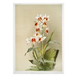 Plakat F. Sander Orchidea no 10. Reprodukcja
