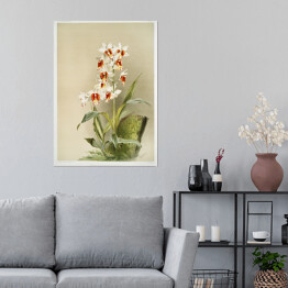 Plakat F. Sander Orchidea no 10. Reprodukcja