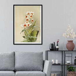 Plakat w ramie F. Sander Orchidea no 10. Reprodukcja