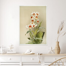 Plakat samoprzylepny F. Sander Orchidea no 10. Reprodukcja