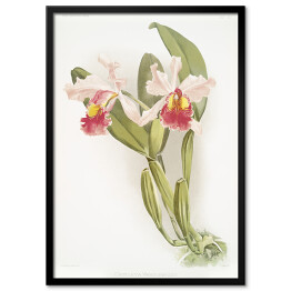 Obraz klasyczny F. Sander Orchidea no 22. Reprodukcja