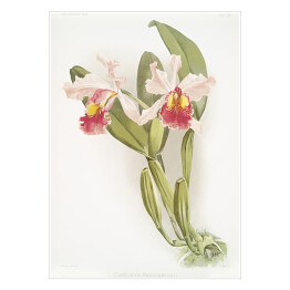 Plakat F. Sander Orchidea no 22. Reprodukcja