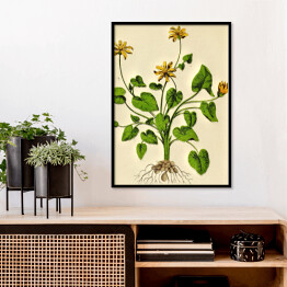Plakat w ramie Glistnik jaskółcze ziele - ryciny botaniczne