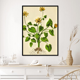Plakat w ramie Glistnik jaskółcze ziele - ryciny botaniczne