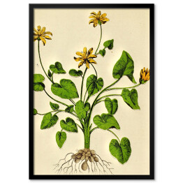 Obraz klasyczny Glistnik jaskółcze ziele - ryciny botaniczne