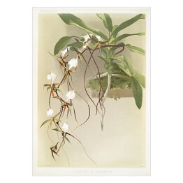 Plakat samoprzylepny F. Sander Orchidea no 14. Reprodukcja