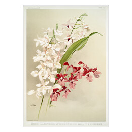 Plakat F. Sander Orchidea no 34. Reprodukcja