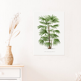 Plakat samoprzylepny Rośliny egzotyczne vintage reprodukcja