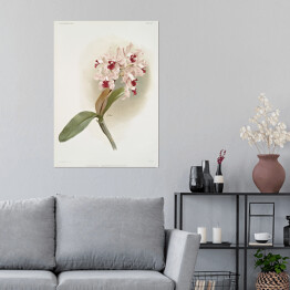 Plakat F. Sander Orchidea no 15. Reprodukcja