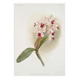 Plakat samoprzylepny F. Sander Orchidea no 15. Reprodukcja