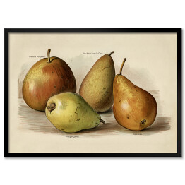 Obraz klasyczny Owoce ilustracja w stylu vintage poziom John Wright Reprodukcja
