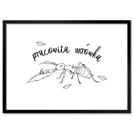 Plakat w ramie Pracowita mrówka - ilustracja