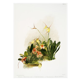Plakat samoprzylepny F. Sander Orchidea no 33. Reprodukcja