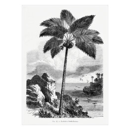 Plakat Czarno biały krajobraz tropikalnych wysp