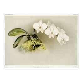 Plakat samoprzylepny F. Sander Orchidee no 5. Reprodukcja