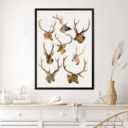 Obraz w ramie Jelenie akwarelowa ilustracja ze zwierzętami lasu