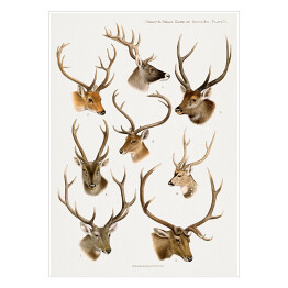 Plakat samoprzylepny Jelenie akwarelowa ilustracja ze zwierzętami lasu