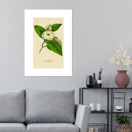 Plakat Magnolia sina - roślinność na rycinach
