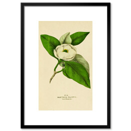 Plakat w ramie Magnolia sina - roślinność na rycinach