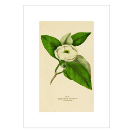 Plakat samoprzylepny Magnolia sina - roślinność na rycinach