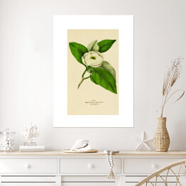Plakat Magnolia sina - roślinność na rycinach