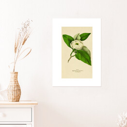Plakat samoprzylepny Magnolia sina - roślinność na rycinach