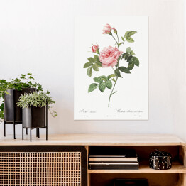 Plakat samoprzylepny Pierre Joseph Redouté "Różowa róża" - reprodukcja