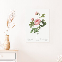 Plakat samoprzylepny Pierre Joseph Redouté "Różowa róża" - reprodukcja