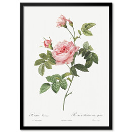 Obraz klasyczny Pierre Joseph Redouté "Różowa róża" - reprodukcja