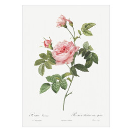 Plakat Pierre Joseph Redouté "Różowa róża" - reprodukcja