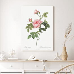 Obraz klasyczny Pierre Joseph Redouté "Różowa róża" - reprodukcja