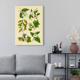 Obraz klasyczny Rycina z roślinnością
