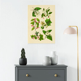 Plakat Rycina z roślinnością