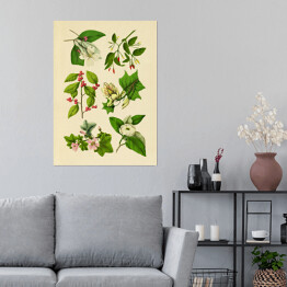 Plakat Rycina z roślinnością