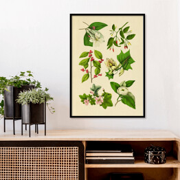 Plakat w ramie Rycina z roślinnością