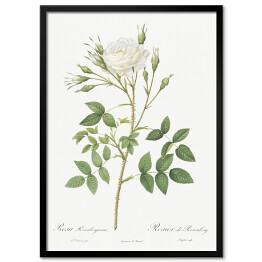 Obraz klasyczny Pierre Joseph Redouté "Białe róże" - reprodukcja